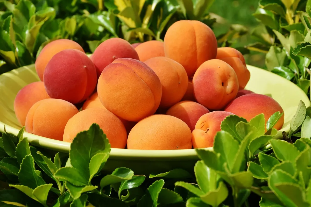 Fridge vs Fruit Bowl vs Paper Bag: Where Should You Ripen Fruit?