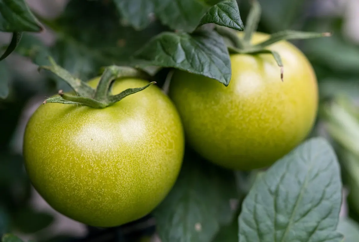 How to Ripen Green Tomatoes Indoors Before the First Frost