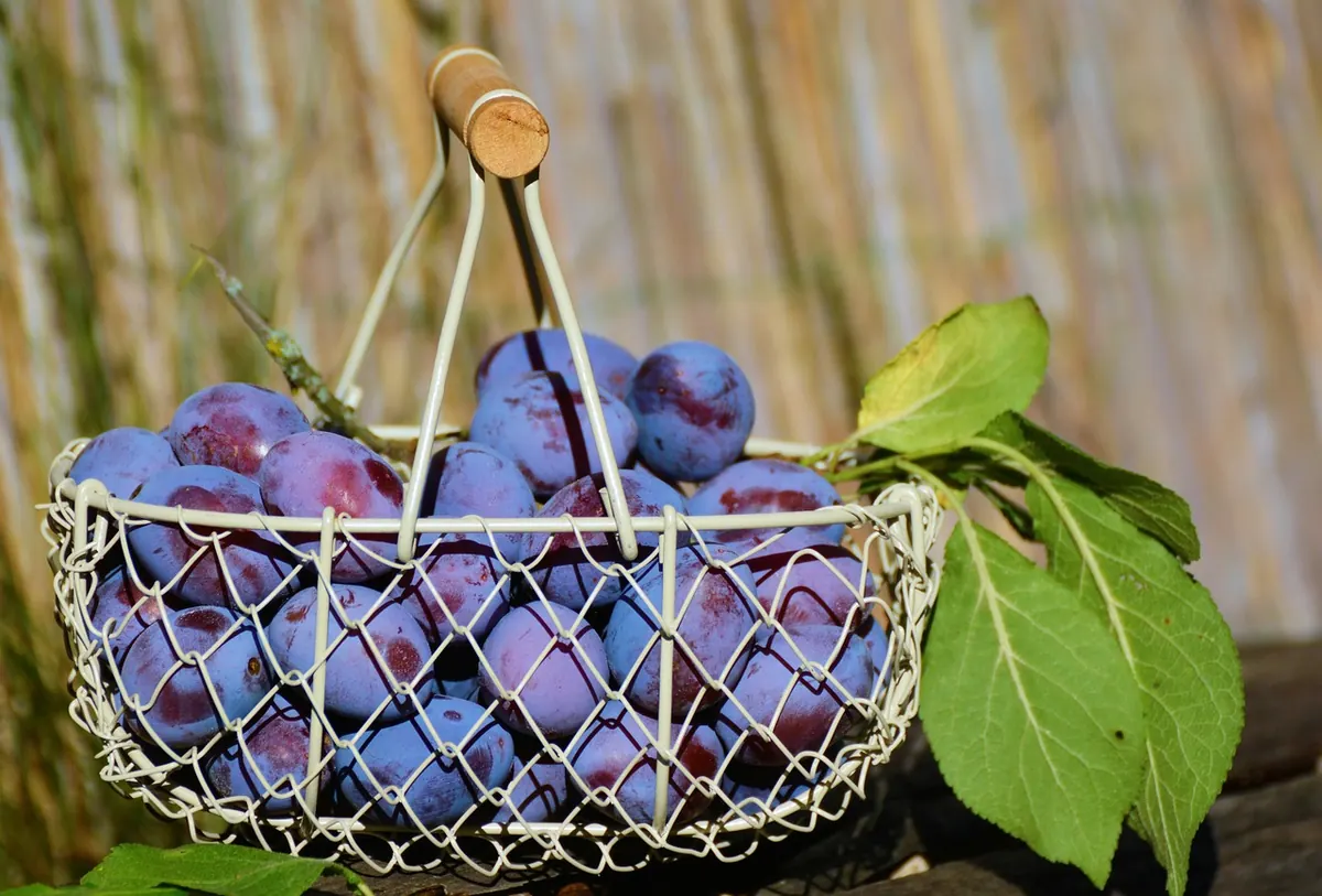 The UK Fruit Ripening Calendar: What to Harvest Month by Month